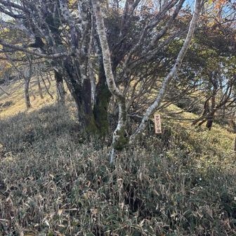 サガリハゲ分岐ですがこの右に行くと迷います