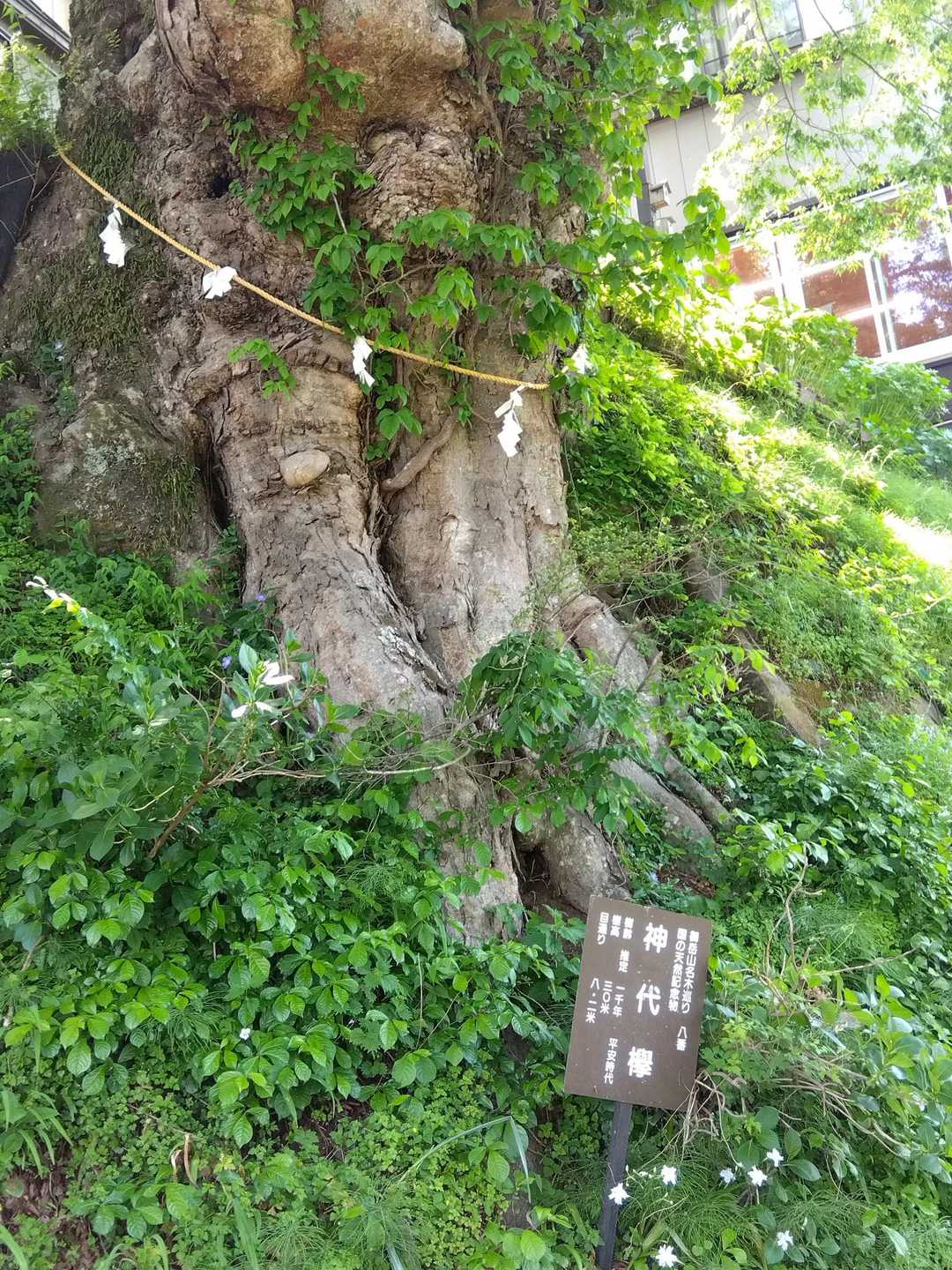 神代ケヤキ