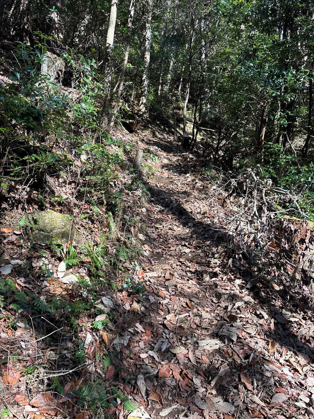 距離は短いけどなかなかの急登