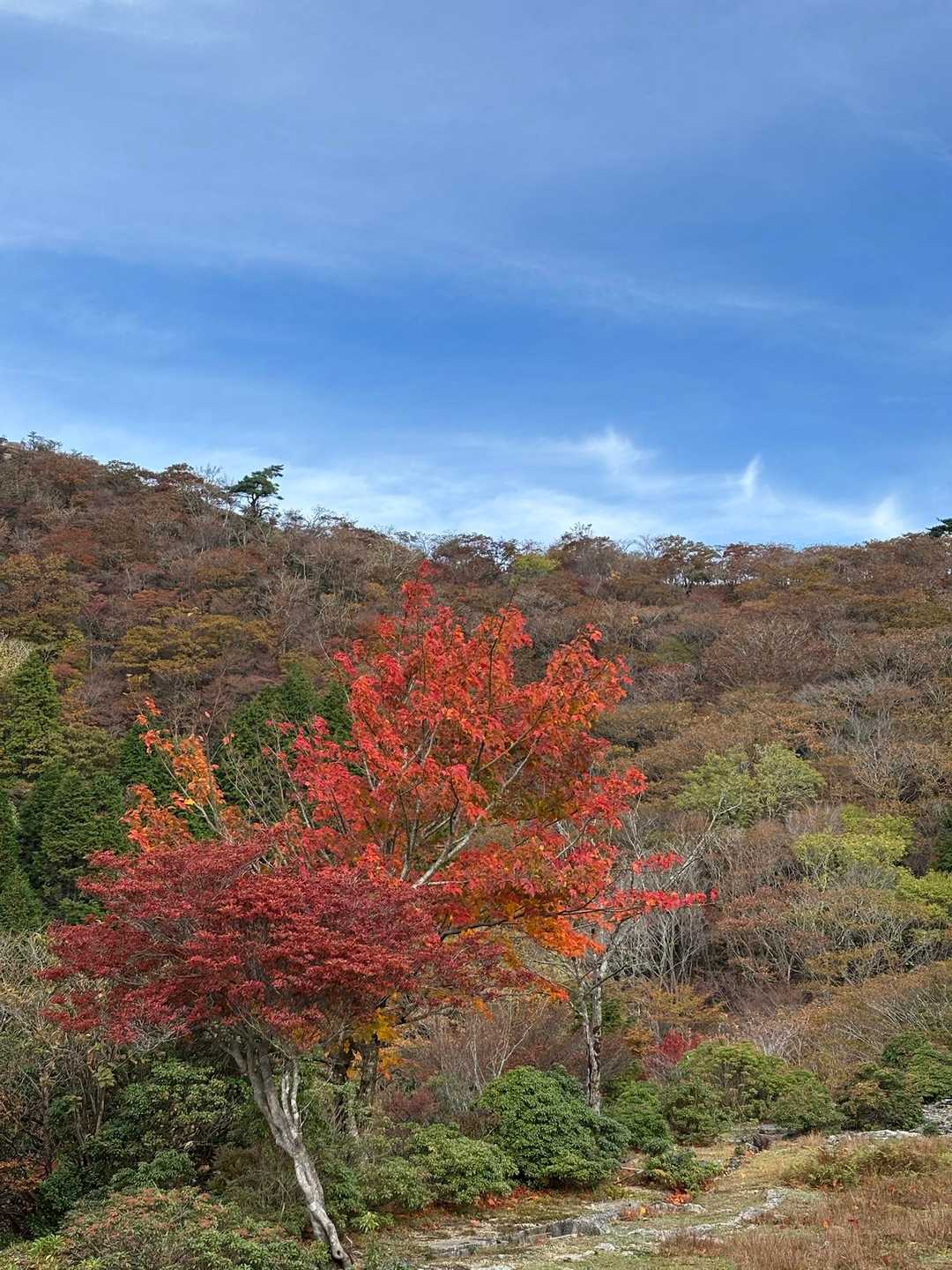赤がきれい