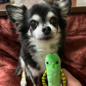 にがうりチワワ