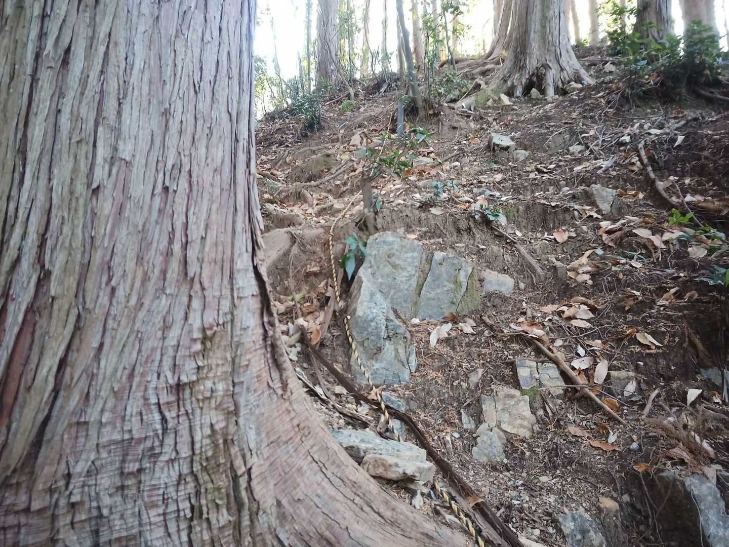 ほぼ壁ですけど〜🤩狂💦
YAMAP見ると、越生駒ヶ岳…😅
駒ヶ岳…？😅💦