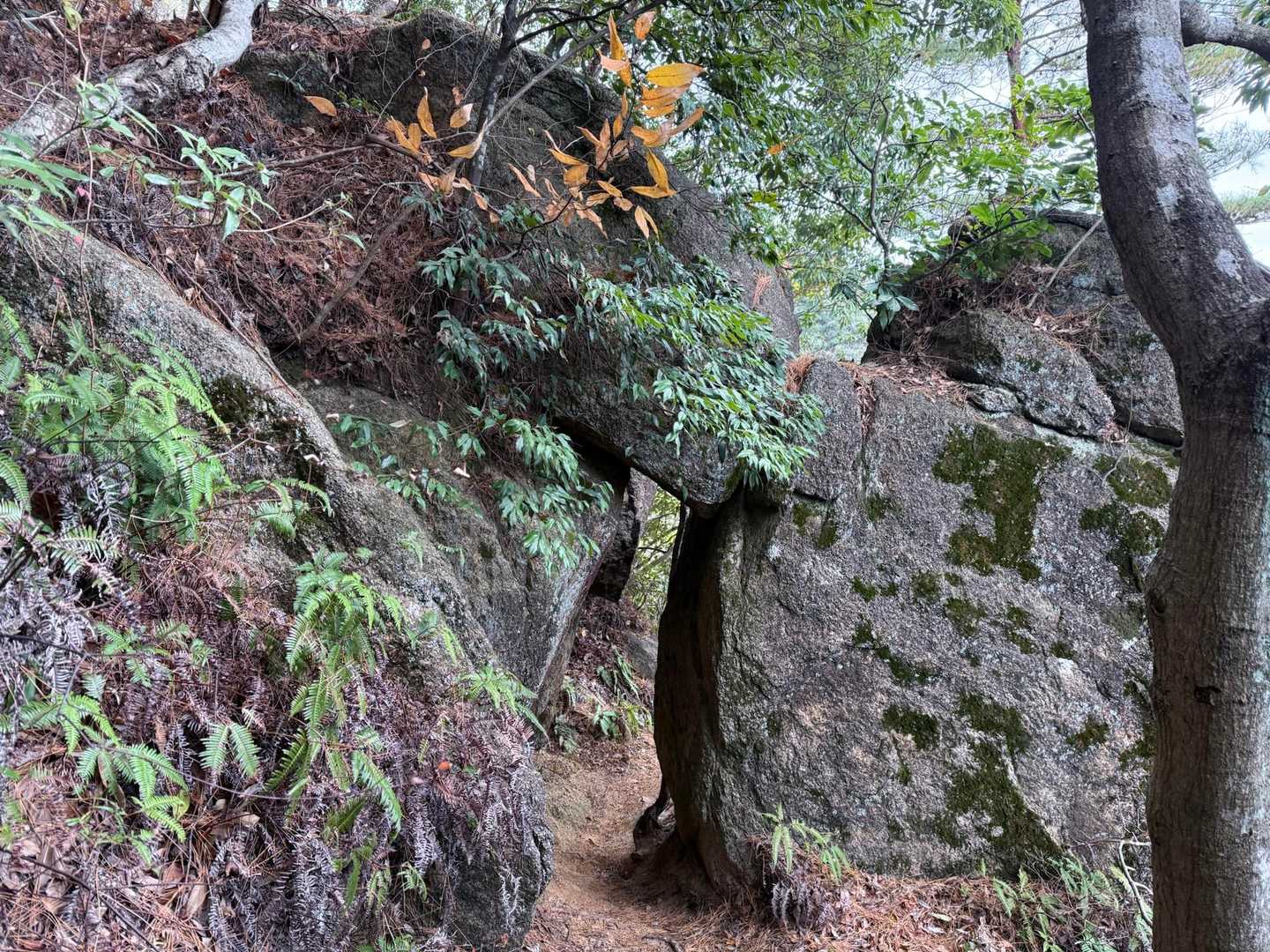 くぐって