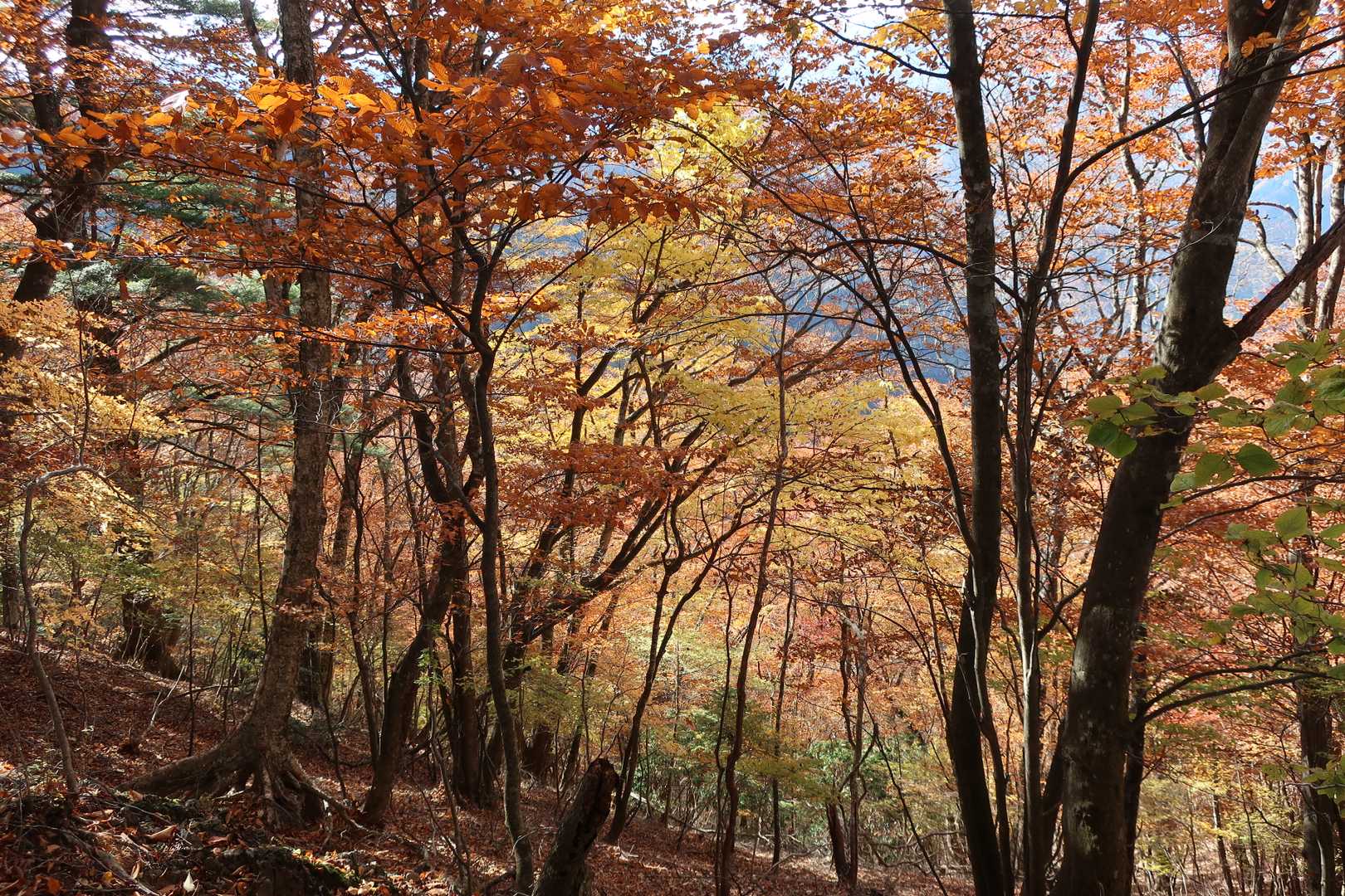 再び絶賛紅葉中の尾根へ