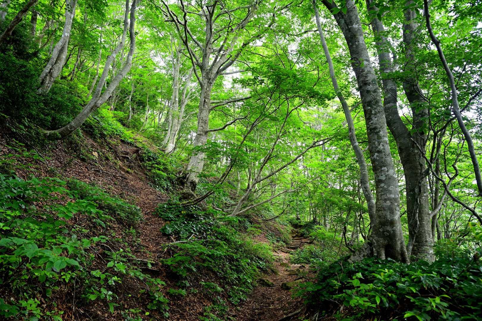 マキノ高原-赤坂山-三国山 縦走コースの写真