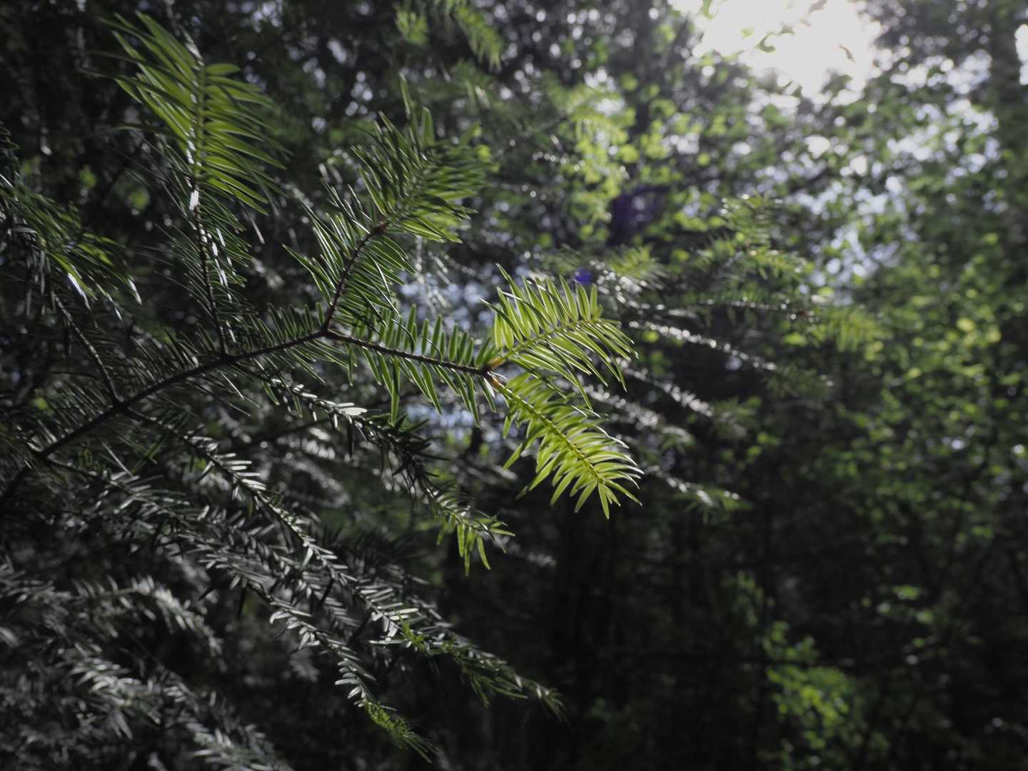 先ほどまで降っていた雨はやみ
森の中にも日差しが届いてきました