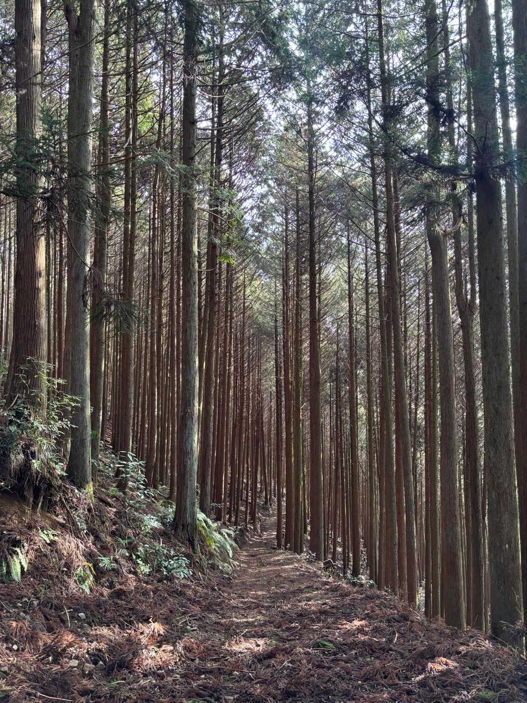 蔵王峠-南葛城山 往復コースの写真