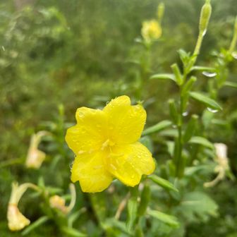 メマツヨイグサ
夕方から夜にかけて開花して次の日にはしぼんでしまう一日花ですが、雨の日は日中でも咲くらしい🌼