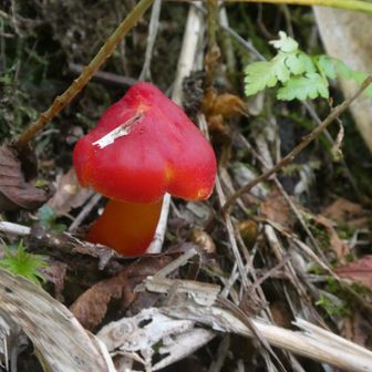 赤いきのこ🍄
これはなんだろ？
きのこは全くわからんのよ