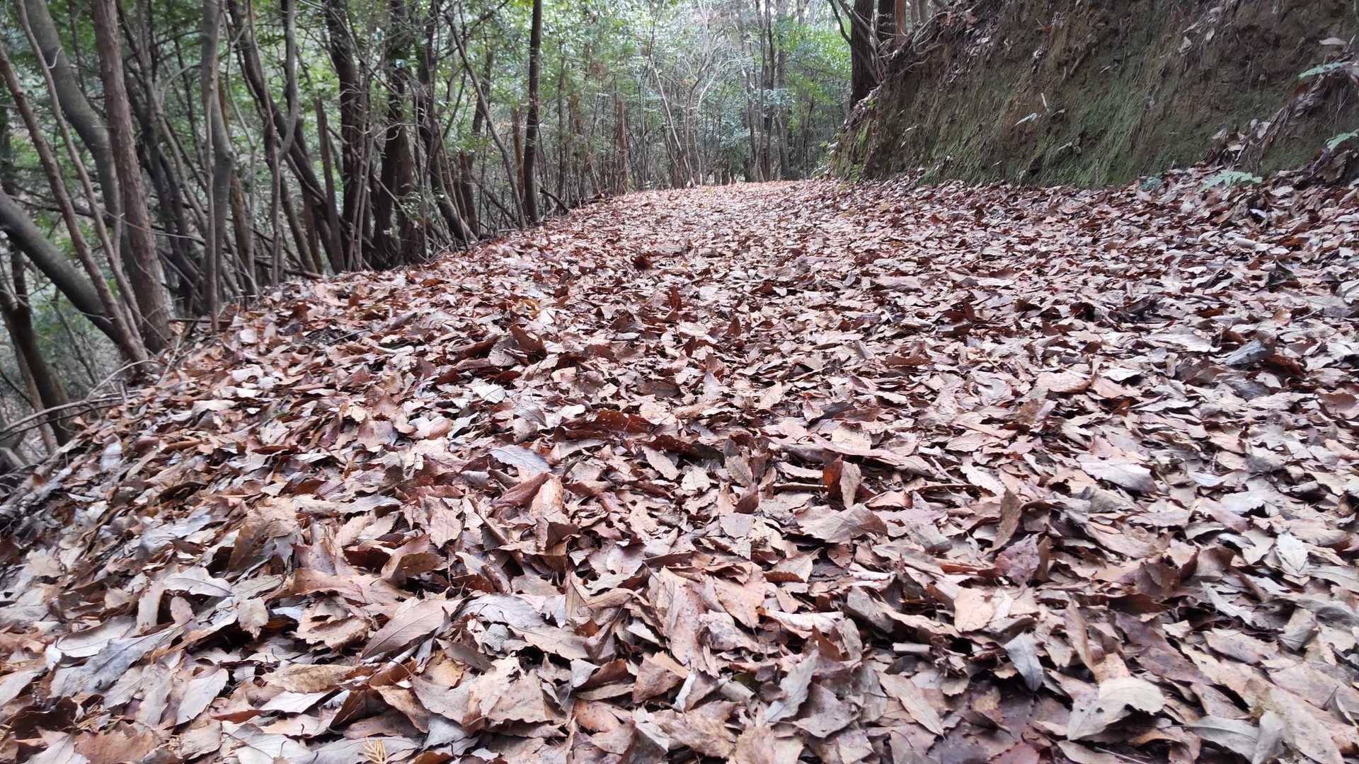 🍂がたくさんの登山道