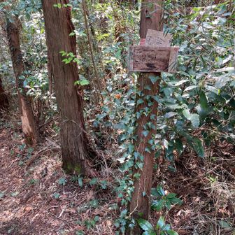 もっと立派なのもあった