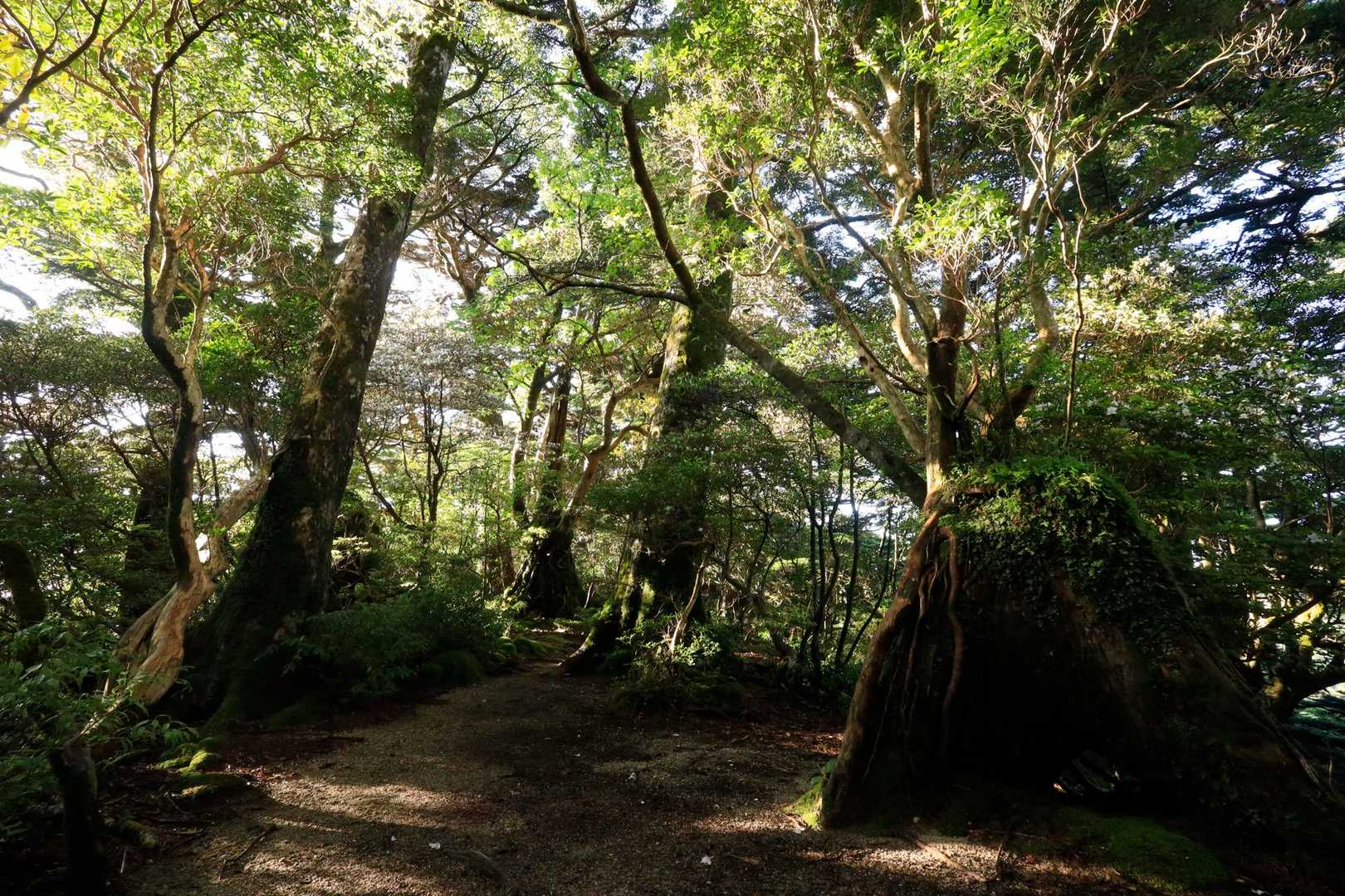 宮之浦岳往復 | 世界遺産の縄文杉の森を歩き、九州最高峰を目指す離島ハイクの写真