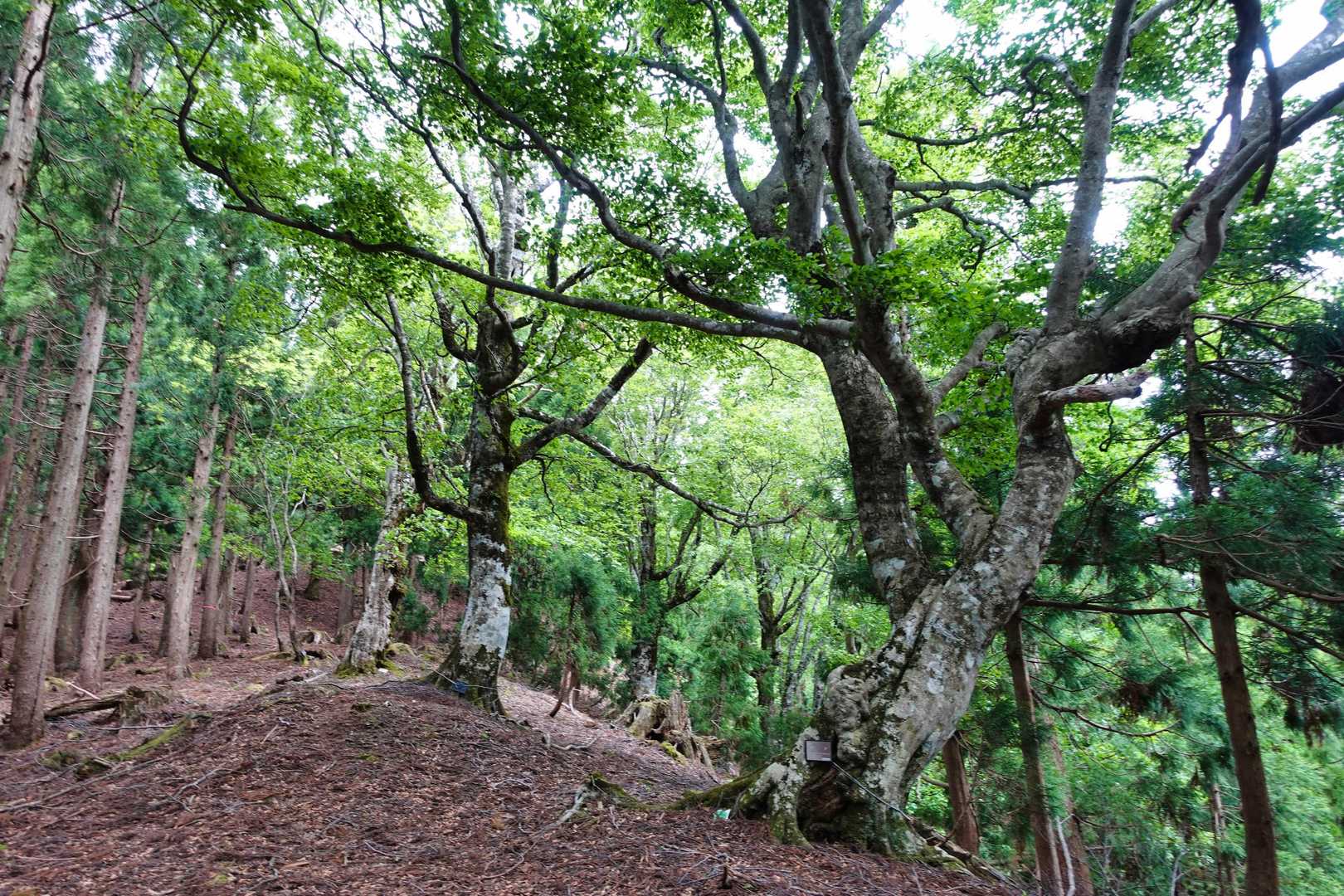 大ナル登山口-妙見山-妙見峠 周回コースの写真