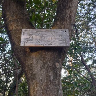 本当に鹿がいました。