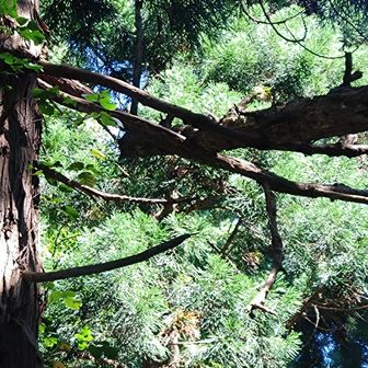 倒木が引っかかっている
今回は御堂山には寄らなかった