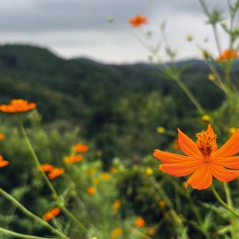 キバナコスモスと大丸山✨
秋が少しずつ🍂そして確実に😔