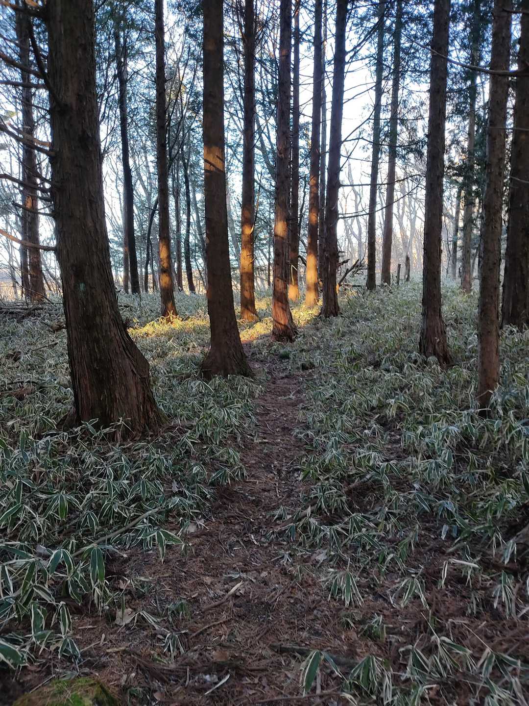 登山口から進んでも全然雪ありません