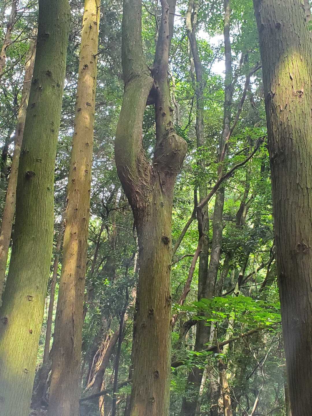 ちょっと面白い木🌳発見✨