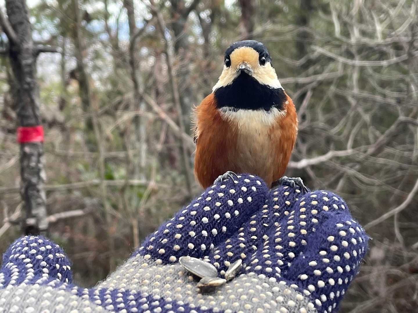 ヤマガラちゃんも近寄ってきて、ヒマワリのタネをすごい勢いで持っていきます🐧