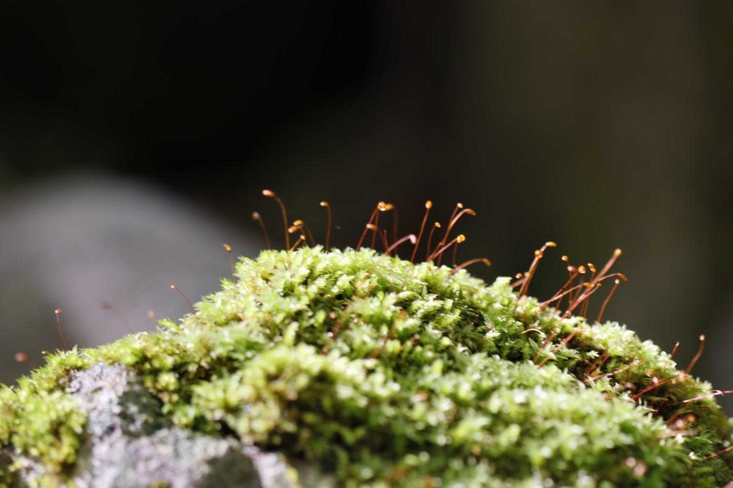 豊前坊登山口-英彦山-裏英彦山道登山口-薬師峠-鷹巣山登山 周回コースの写真