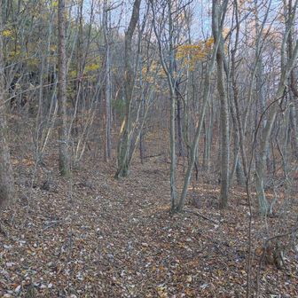 緩やかに登っていきます