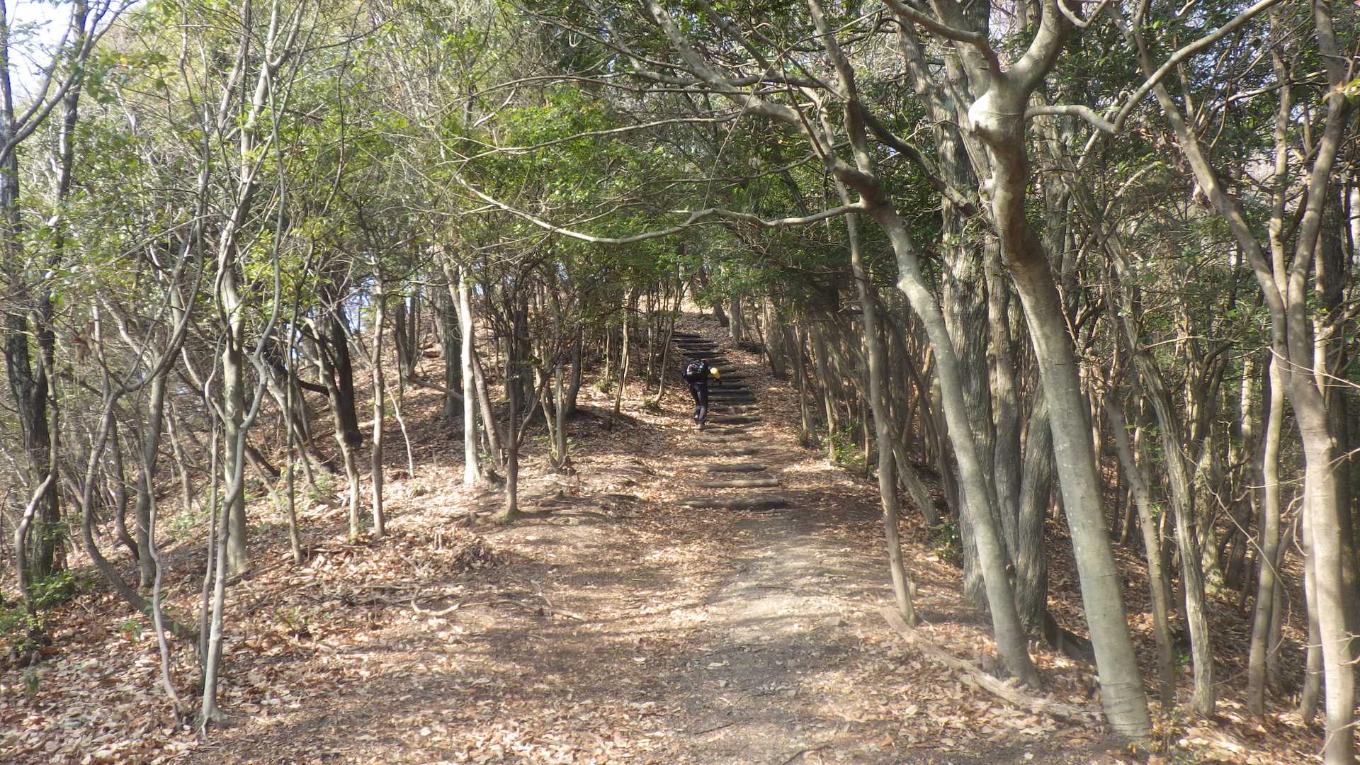 大山峠-奥山-大山-青影山 周回コースの写真