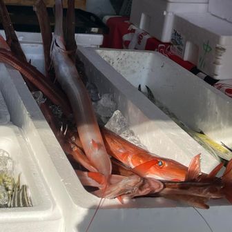 ワタクシ、ヤガラと申します。