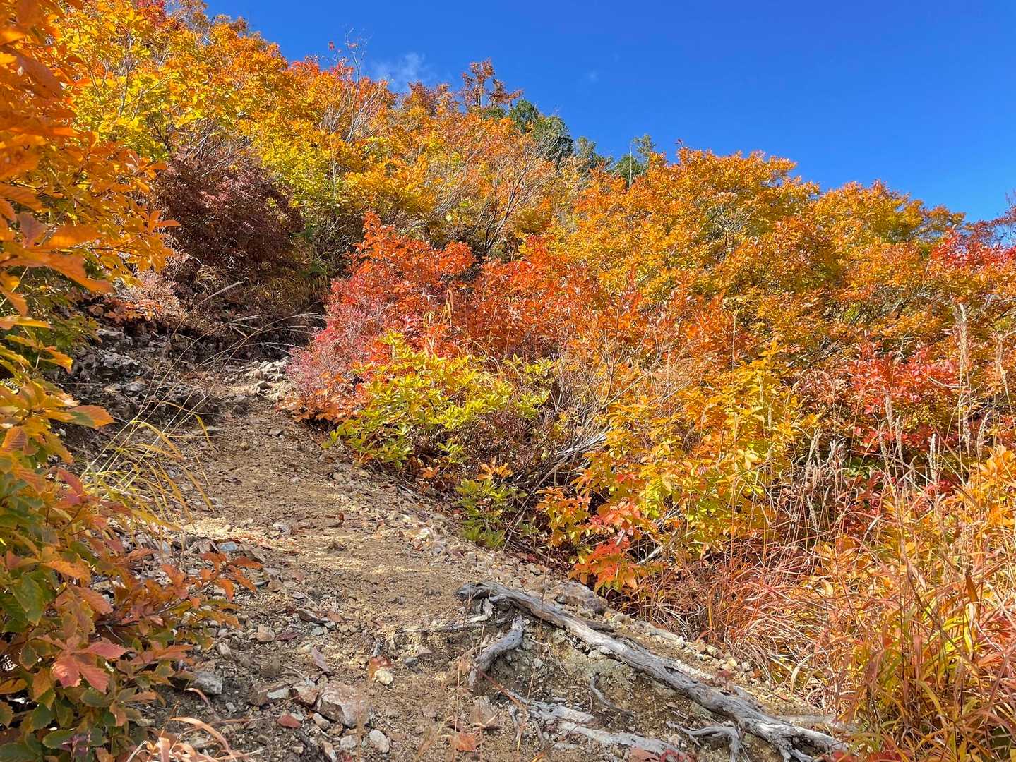 こんな華やかな錦の登山道、初めて見ました。素敵✨