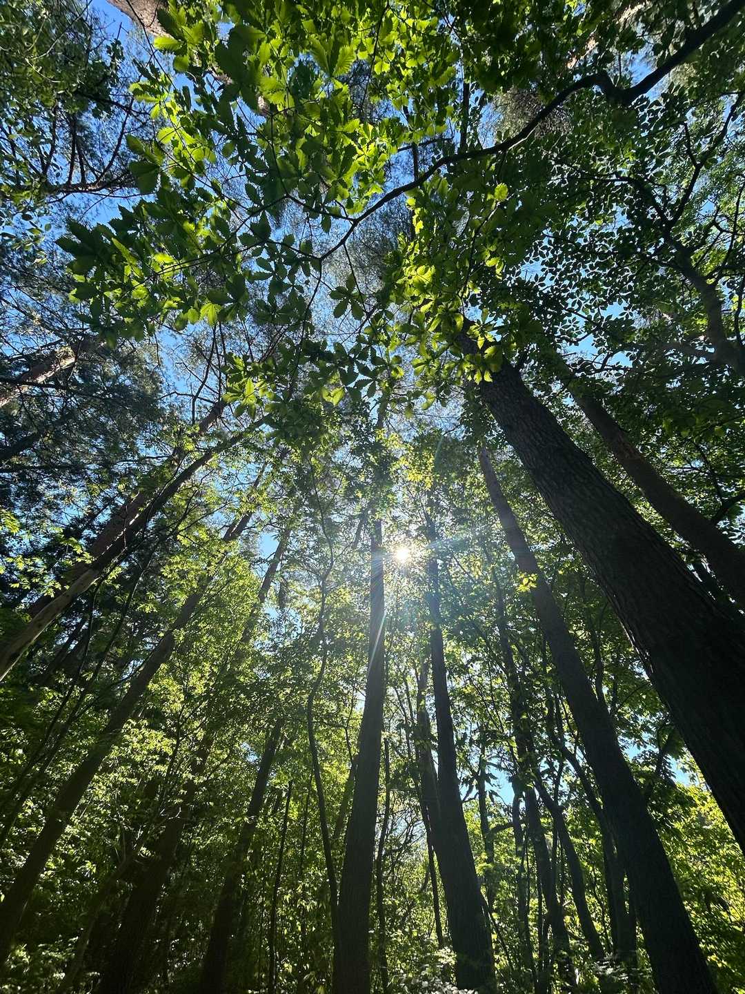 光兎山（中束登山口）の写真