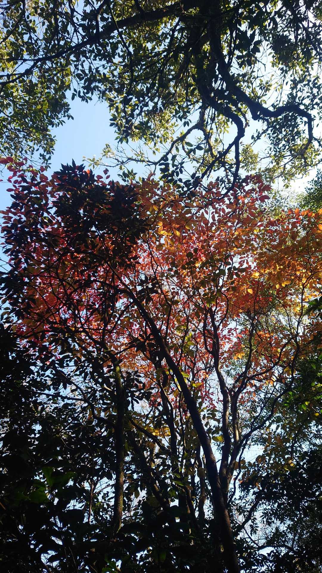 🍁