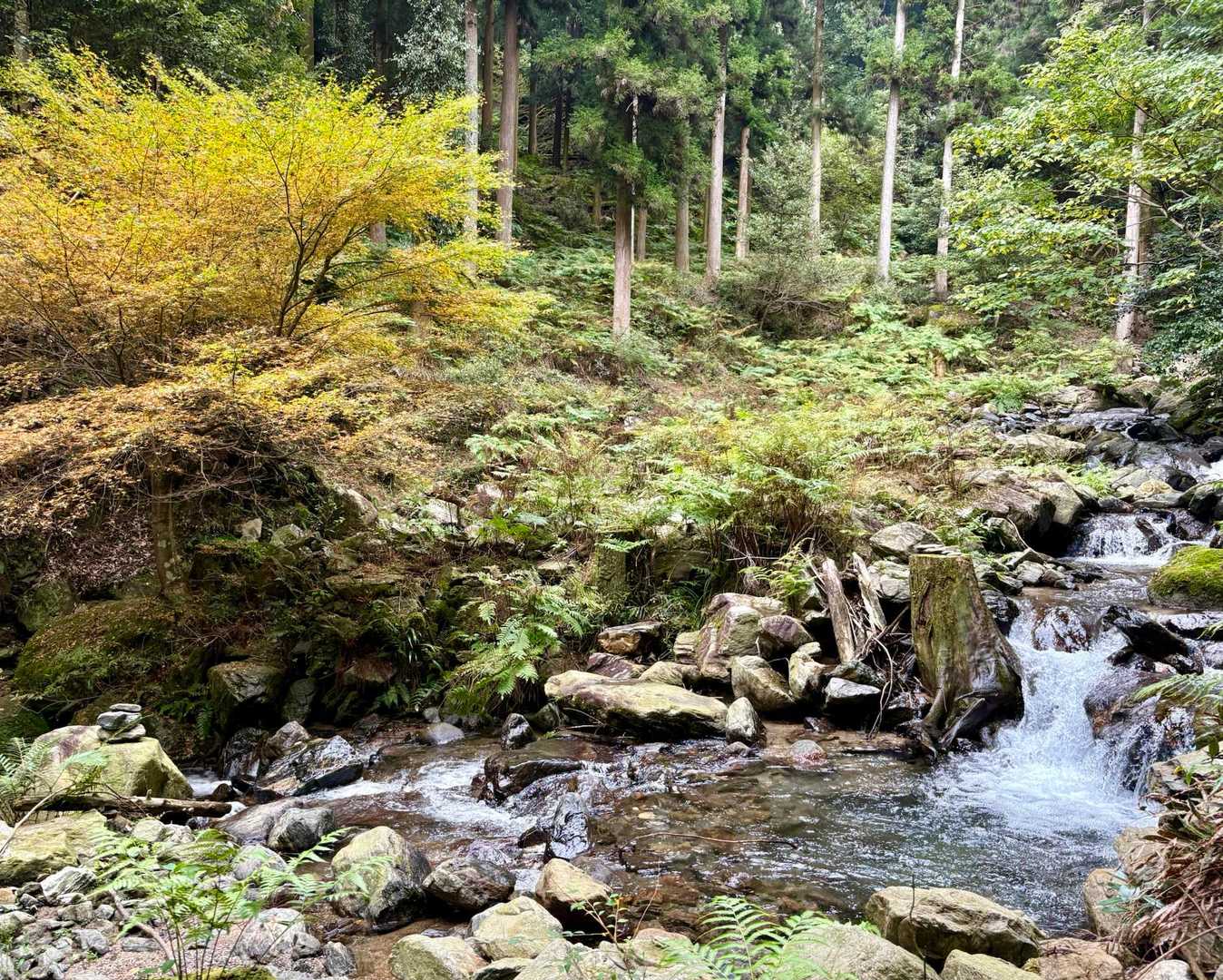 古処山 | ツゲの原始林と渓谷が魅力。運が良ければニシキキンカメムシとの出会いもの写真