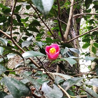 山頂付近の椿。
この辺りに来る途中、荒神山古墳の看板があった。前方後円墳で４世紀頃のものとのこと。
この先の山頂からの琵琶湖の景色がとてもいい。
山頂まで車で来ることもできるので、荒神山はドライブコースとしてもいいところ。