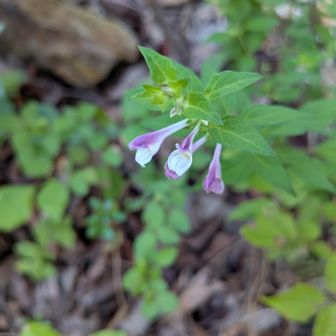 ママコナ
花舌の二つの膨らみが白色
ミヤマママコナとシコクママコナは黄色になる。
シコクママコナは先端の葉にトゲ状の毛が生えている。
