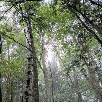 駒ヶ根市の天気は
13時過ぎまで不安定で
雨が降ったが、
てんくらや他の天気予報通り、
次第に日も出てきた🌞