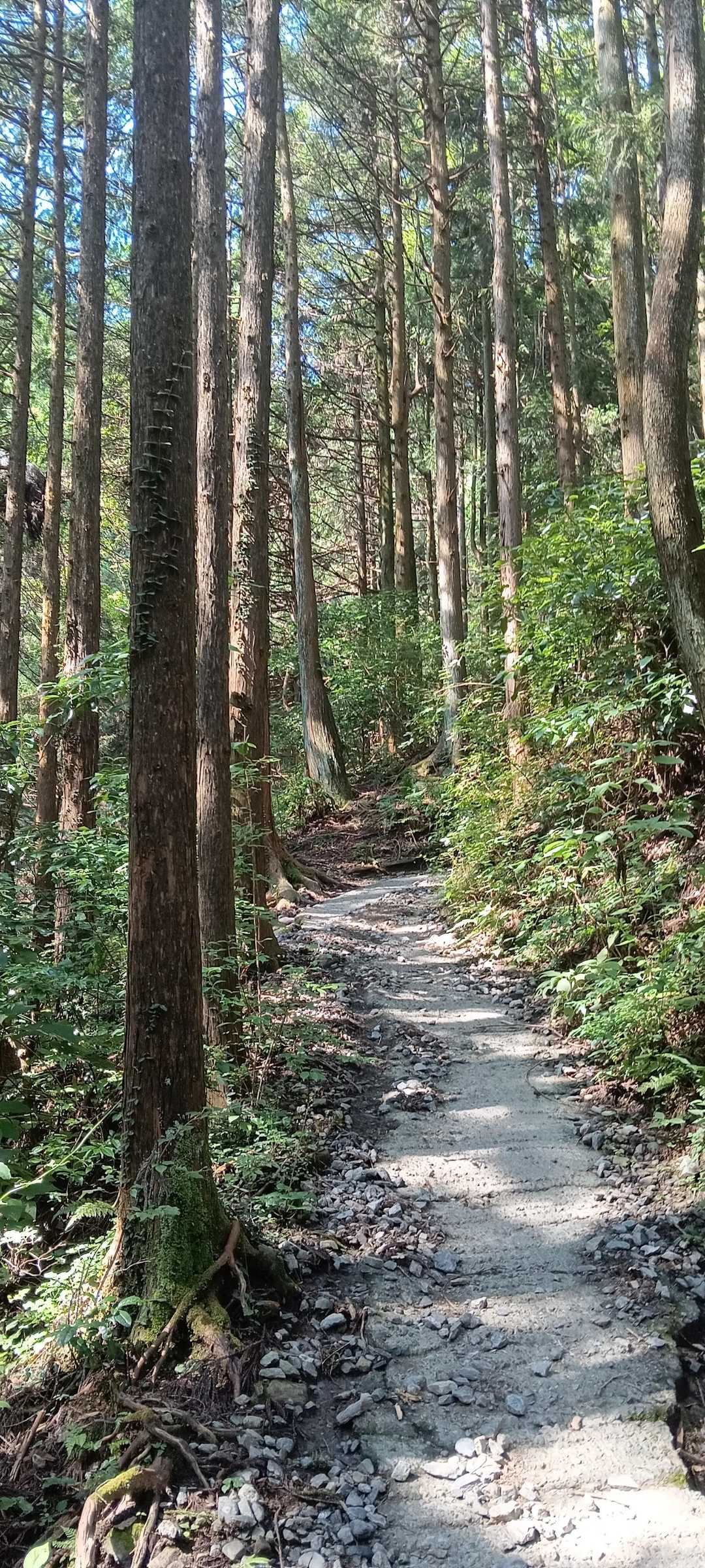 小仏峠-城山 往復コースの写真