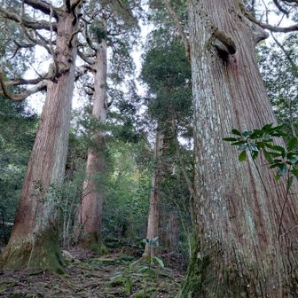 これも樹齢千年を超える市房杉です。圧倒されます。誰も居なかったので、何度も抱き着きました～
