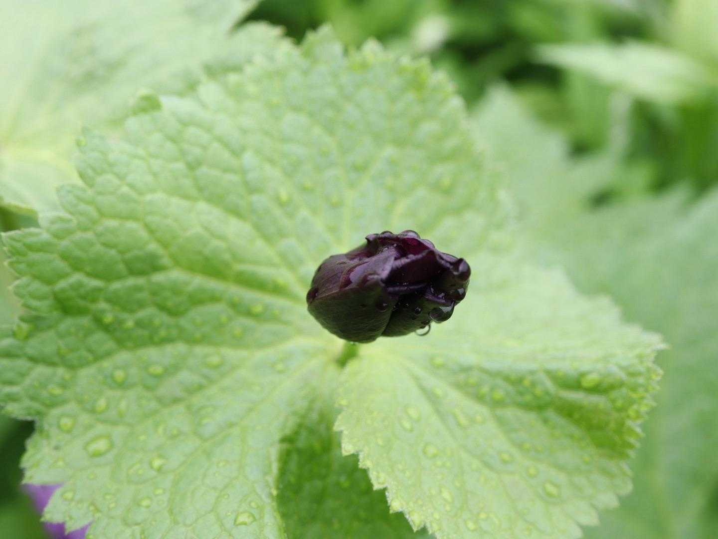 シラネアオイの蕾は濃い紫なのね❁⃘*.ﾟクロユリみたい