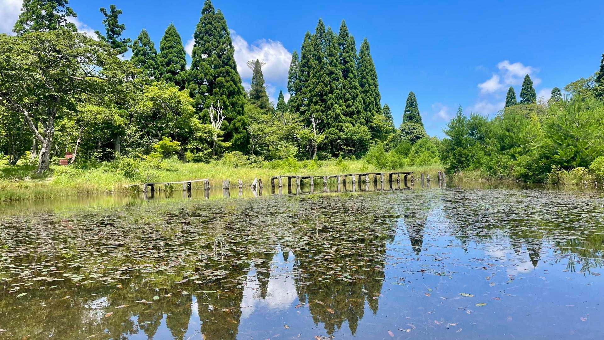 八雲ケ原の高原池