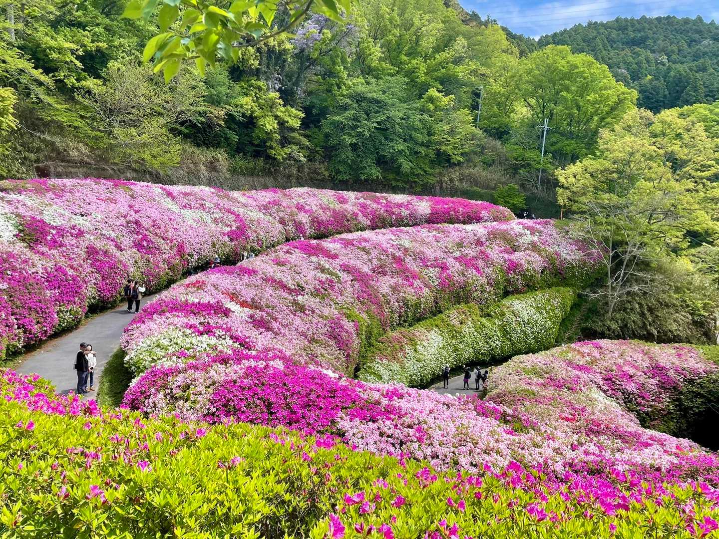 神津嶽 / わんこの登山データ | YAMAP / ヤマップ