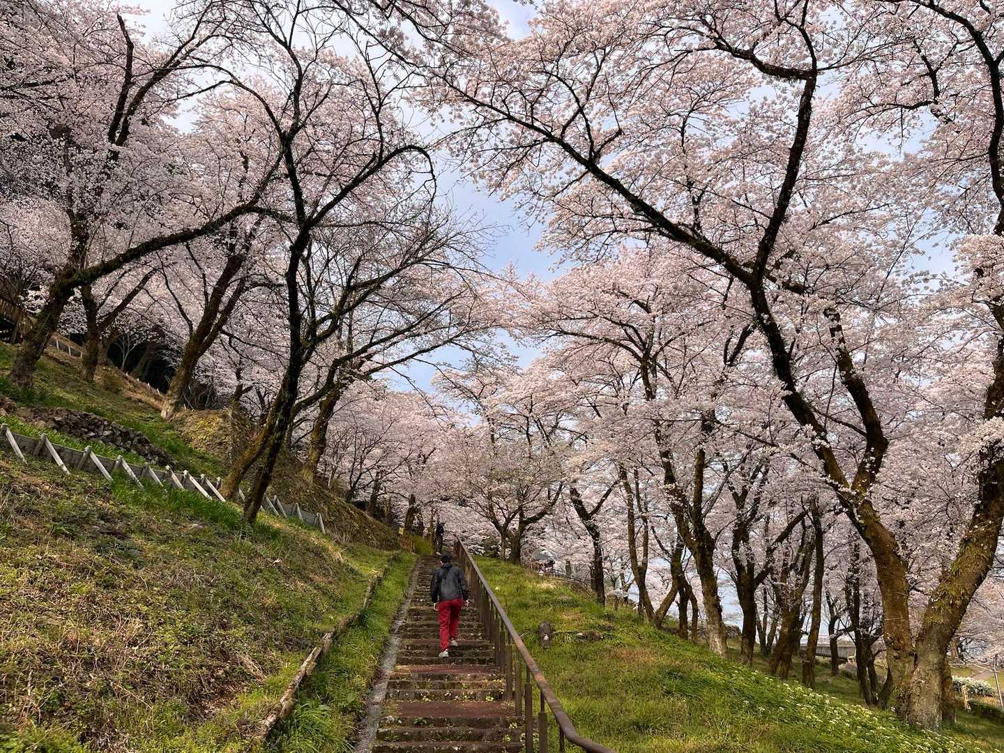 桜の中を登りますが、桜は麓のみでした。