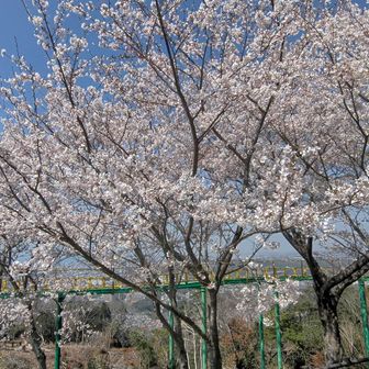 日当たりもいいし、ここは満開！