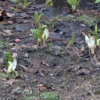 第1駐車場に水芭蕉🌸