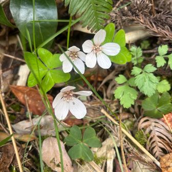 下山最後にカタバミ〜
ここのはめちゃ大きい