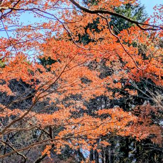 関八州見晴台→高山不動尊
紅葉🍁もまだ、所々で見ることができました