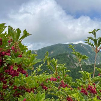 北岳山頂からの浅草岳
結構距離ありました