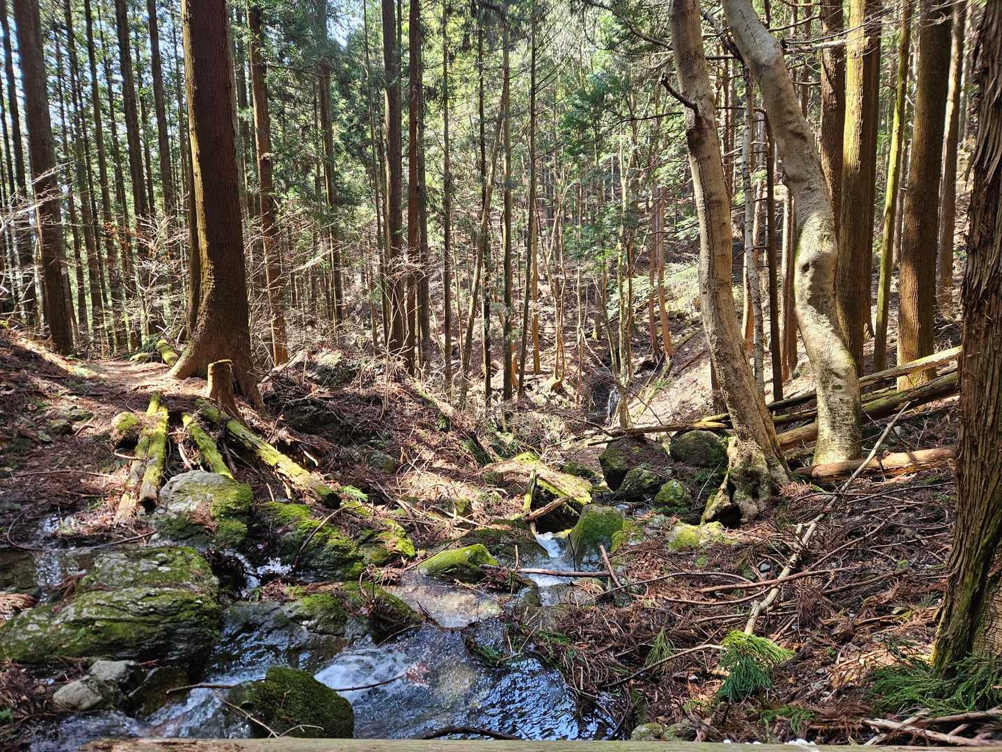 芦ヶ久保駅-登山道入口-丸山-大野峠 縦走コースの写真