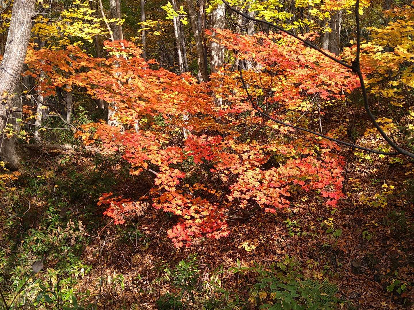 鮮やか🍁