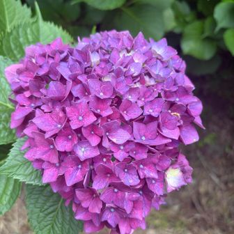 紫陽花