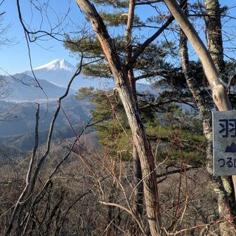 羽根子山通過。富士山は木々のすき間から辛うじて見えました