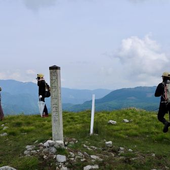 ゼブラ山です。